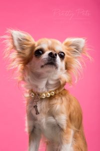 Pretty Pets hondenfotografie Chihuahua