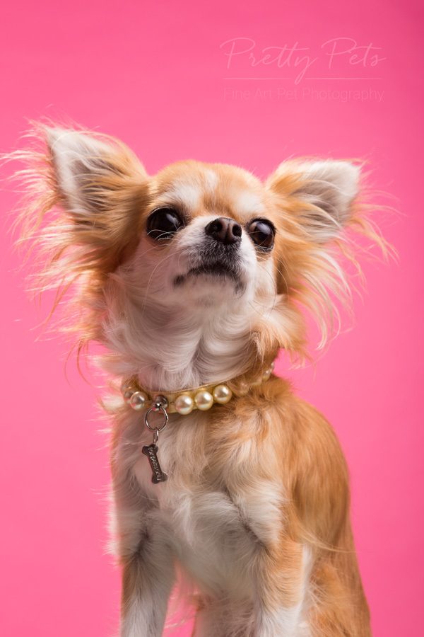 huisdier als model - chihuahua