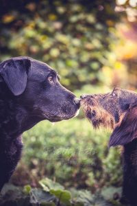 labrador en teckel