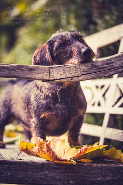 voorbereiding fotoshoot met huisdier