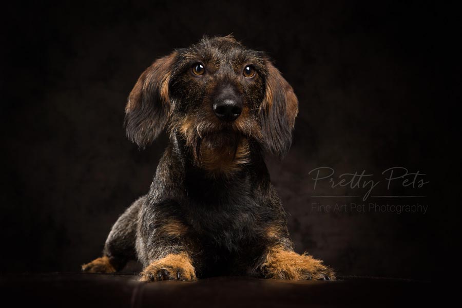portret hondenfoto teckel