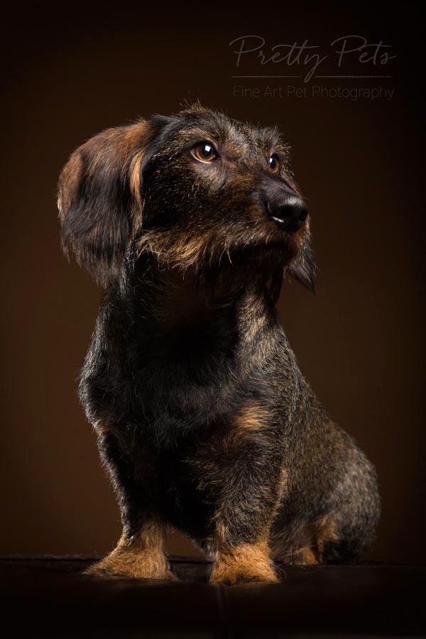 hondenfotografie portret teckel