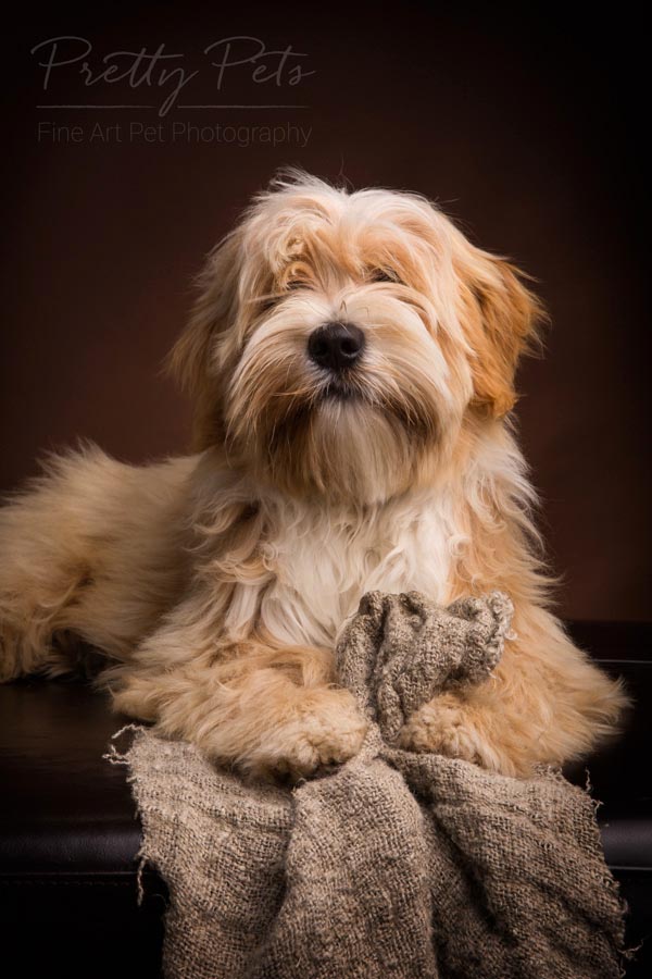 Tibetaanse Terrier hondenfotografie