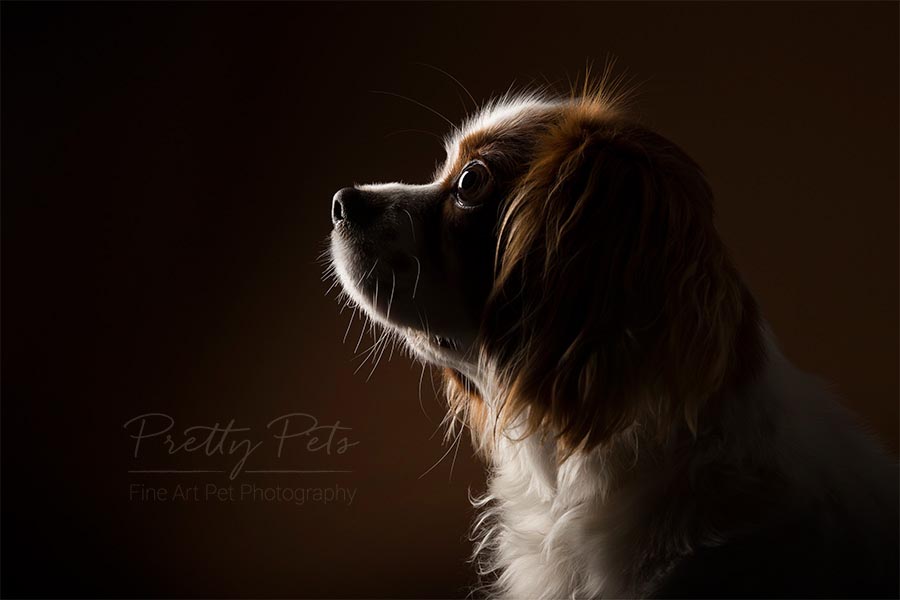 portret Cavalier king charles hondenfotografie