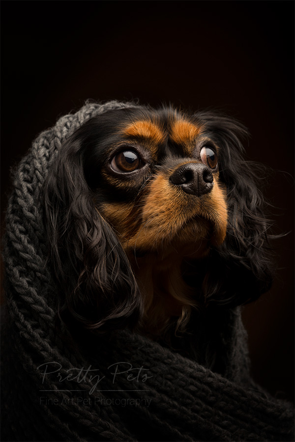 hondenfotografie Cavalier King Charles