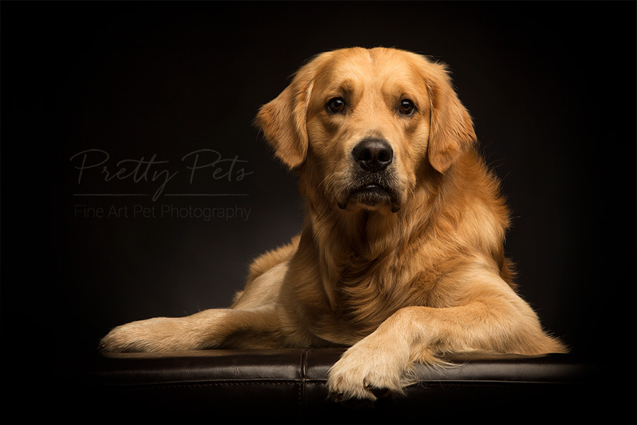 hondenfotografie Labrador