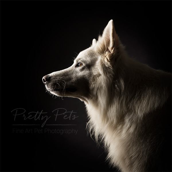 hondenfotografie Astor hondenfotografie zwitserse herder