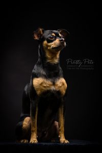 hondenfotografie Doberman Pinscher