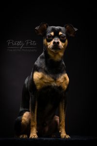 hondenfotografie Doberman Pinscher