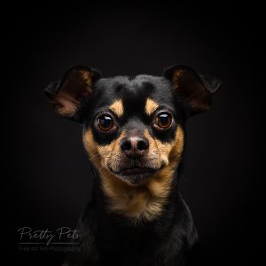 hondenfotografie Doberman Pinscher