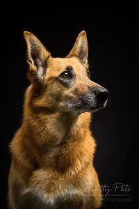 hondenfotografie Mechelse Scheper