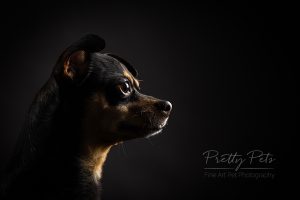 hondenfotografie Doberman Pinscher