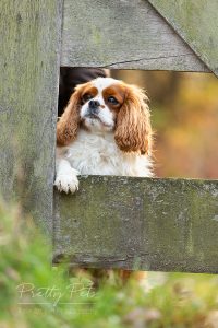 hondenfotografie Cavalier King Charles