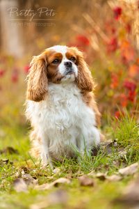 hondenfotografie Cavalier King Charles