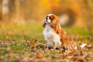 hondenfotografie Cavalier King Charles