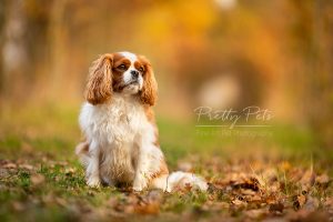 hondenfotografie Cavalier King Charles