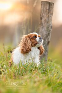 hondenfotografie Cavalier King Charles