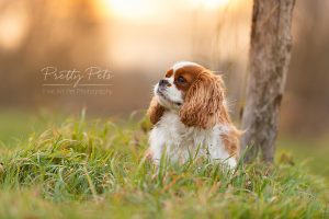 hondenfotografie Cavalier King Charles