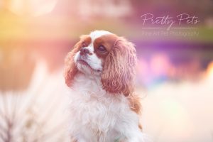 hondenfotografie Cavalier King Charles