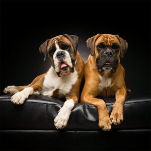 boxers