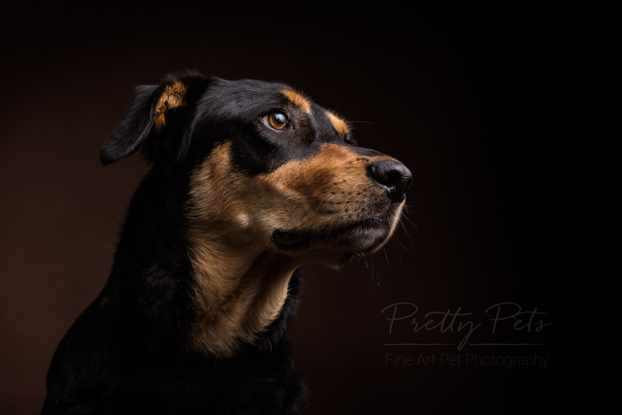 hondenfotografie portret
