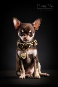 hondenfotografie Teacup Chihuahua