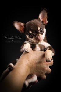 hondenfotografie Teacup Chihuahua