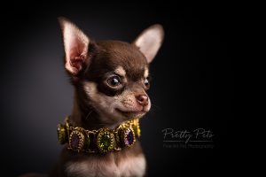 hondenfotografie Teacup Chihuahua