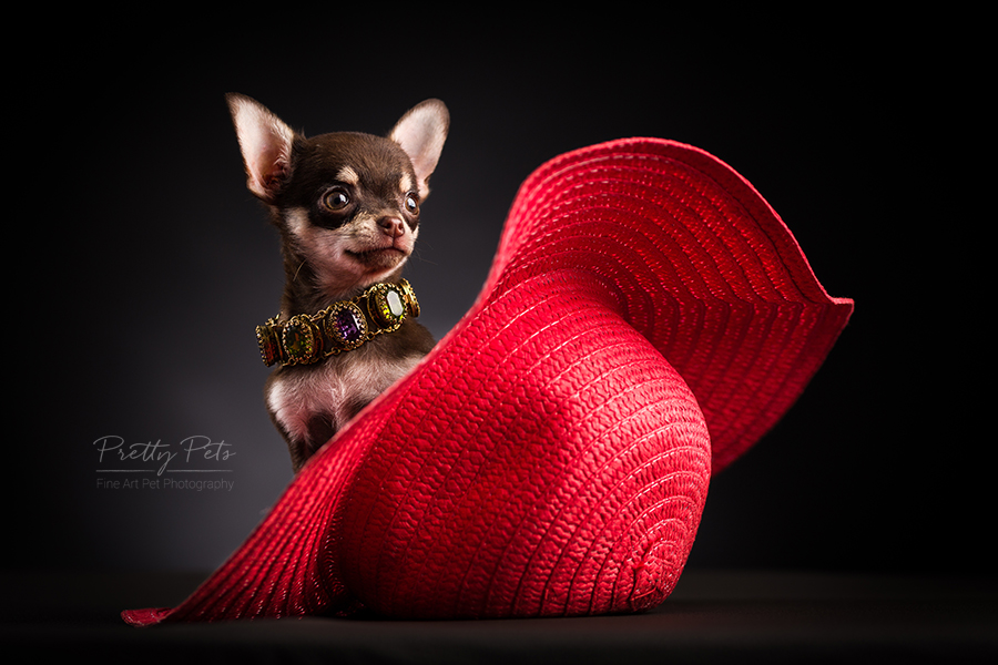 hondenfotografie Teacup Chihuahua