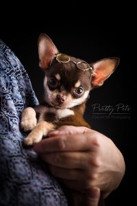 hondenfotografie Teacup Chihuahua