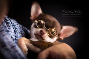 hondenfotografie Teacup Chihuahua