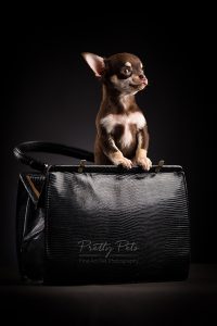 hondenfotografie Teacup Chihuahua