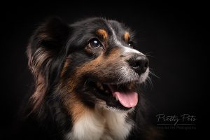 hondenfotografie Australian Shepherd