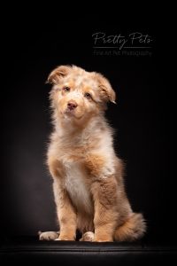 hondenfotografie Australian Shepherd