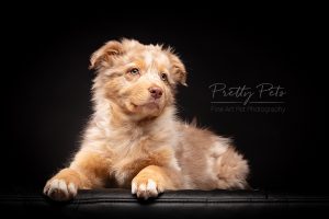 hondenfotografie Australian Shepherd