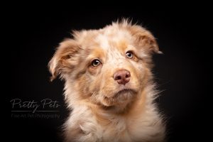 hondenfotografie Australian Shepherd