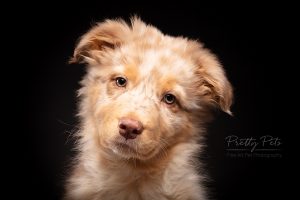 hondenfotografie Australian Shepherd