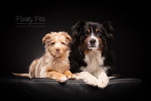 hondenfotografie Australian Shepherd