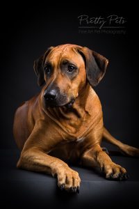 hondenfotografie Rhodesian Ridgeback