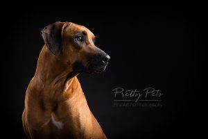 hondenfotografie Rhodesian Ridgeback