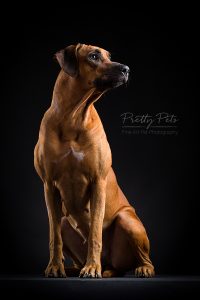 hondenfotografie Rhodesian Ridgeback