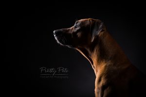 hondenfotografie Rhodesian Ridgeback