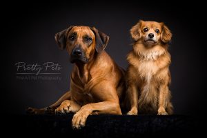 hondenfotografie Rhodesian Ridgeback