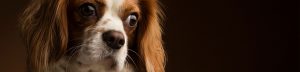 dierenfotografie banner Cavalier King Charles