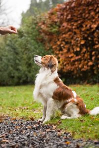 hond stimuleren met snoepjes