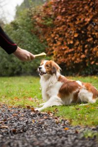 hond stimuleren met speeltjes