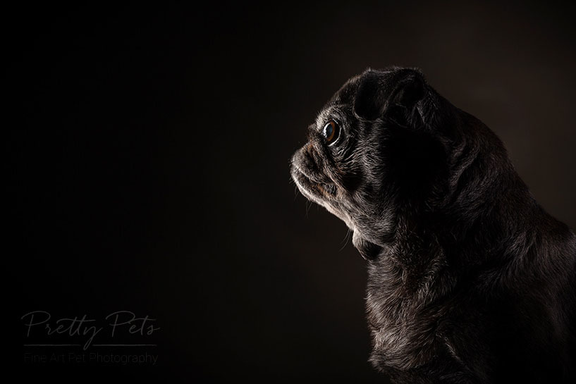 hondenfotografie mopshond - pug