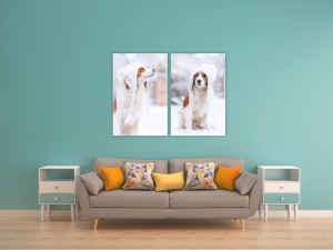 hondenfotografie Kooikerhondje