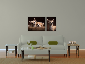 wandcollectie hondenfotografie Chihuahua's