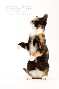 kattenfotografie
